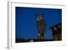 Great Horned Owl-W. Perry Conway-Framed Photographic Print