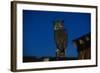 Great Horned Owl-W. Perry Conway-Framed Photographic Print