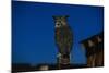 Great Horned Owl-W. Perry Conway-Mounted Photographic Print