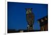 Great Horned Owl-W. Perry Conway-Framed Photographic Print