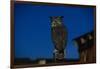 Great Horned Owl-W. Perry Conway-Framed Photographic Print