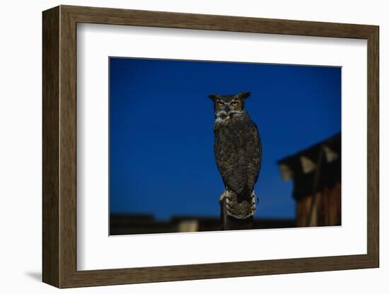 Great Horned Owl-W. Perry Conway-Framed Photographic Print