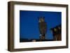 Great Horned Owl-W. Perry Conway-Framed Photographic Print