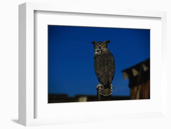 Great Horned Owl-W. Perry Conway-Framed Photographic Print