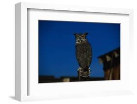 Great Horned Owl-W. Perry Conway-Framed Photographic Print