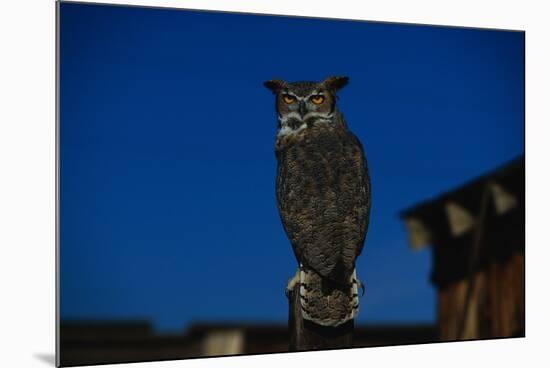 Great Horned Owl-W. Perry Conway-Mounted Photographic Print