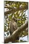 Great Horned Owl-Joe McDonald-Mounted Photographic Print