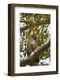 Great Horned Owl-Joe McDonald-Framed Photographic Print