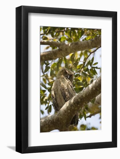 Great Horned Owl-Joe McDonald-Framed Photographic Print