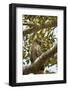 Great Horned Owl-Joe McDonald-Framed Photographic Print