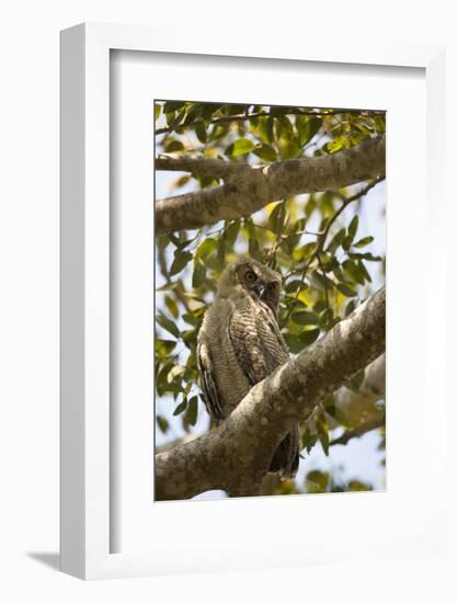 Great Horned Owl-Joe McDonald-Framed Photographic Print