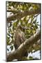 Great Horned Owl-Joe McDonald-Mounted Photographic Print