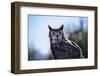 Great Horned Owl-BLFInk-Framed Photographic Print