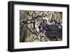 Great Horned Owl-BLFInk-Framed Photographic Print