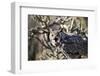 Great Horned Owl-BLFInk-Framed Photographic Print