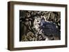 Great Horned Owl-BLFInk-Framed Photographic Print