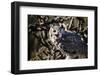 Great Horned Owl-BLFInk-Framed Photographic Print