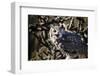 Great Horned Owl-BLFInk-Framed Photographic Print