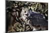 Great Horned Owl-BLFInk-Mounted Photographic Print