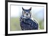 Great Horned Owl-Don Fink-Framed Photographic Print