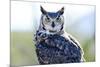 Great Horned Owl-Don Fink-Mounted Photographic Print
