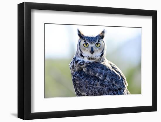 Great Horned Owl-Don Fink-Framed Photographic Print
