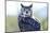 Great Horned Owl-Don Fink-Mounted Photographic Print