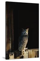 Great Horned Owl-W^ Perry Conway-Stretched Canvas