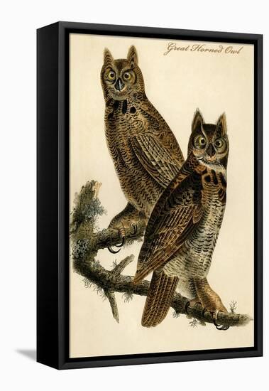 Great Horned Owl-John James Audubon-Framed Stretched Canvas