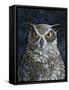 Great Horned Owl-Jamin Still-Framed Stretched Canvas