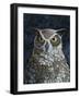 Great Horned Owl-Jamin Still-Framed Giclee Print