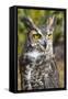 Great Horned Owl-Robert Michaud-Framed Stretched Canvas