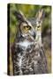 Great Horned Owl-Robert Michaud-Stretched Canvas