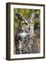 Great Horned Owl-Robert Michaud-Framed Giclee Print