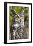 Great Horned Owl-Robert Michaud-Framed Giclee Print