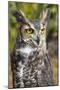 Great Horned Owl-Robert Michaud-Mounted Giclee Print