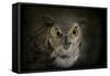 Great Horned Owl-Jai Johnson-Framed Stretched Canvas