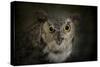 Great Horned Owl-Jai Johnson-Stretched Canvas