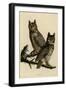 Great Horned Owl-null-Framed Premium Giclee Print