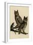 Great Horned Owl-null-Framed Premium Giclee Print