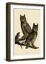 Great Horned Owl-null-Framed Giclee Print