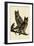 Great Horned Owl-null-Framed Giclee Print