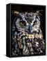 Great Horned Owl-Steven Maxx-Framed Stretched Canvas