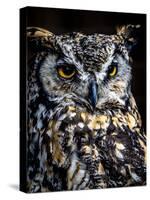 Great Horned Owl-Steven Maxx-Stretched Canvas