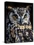 Great Horned Owl-Steven Maxx-Stretched Canvas