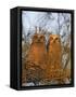 Great Horned Owlets on Tree Limb, De Soto, Florida, USA-Arthur Morris-Framed Stretched Canvas