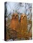 Great Horned Owlets on Tree Limb, De Soto, Florida, USA-Arthur Morris-Stretched Canvas