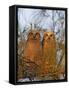Great Horned Owlets on Tree Limb, De Soto, Florida, USA-Arthur Morris-Framed Stretched Canvas