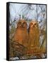 Great Horned Owlets on Tree Limb, De Soto, Florida, USA-Arthur Morris-Framed Stretched Canvas