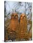 Great Horned Owlets on Tree Limb, De Soto, Florida, USA-Arthur Morris-Stretched Canvas